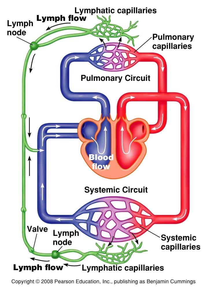 Lymphatic circulation Driven by factors similar to venous circulation: - muscle activity - valves - respiration Lymph =