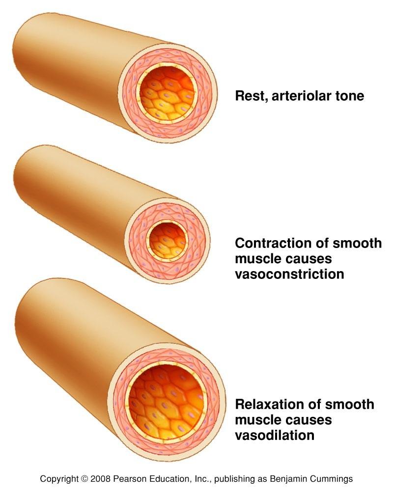 Regulation of blood flow in arteries It is important to adjust blood flow to organ needs Flow of blood to particular organ can be regulated by varying resistance to flow (or blood vessel diameter)