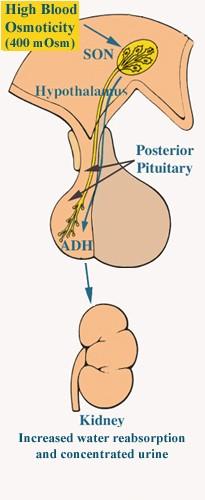 Control of blood volume Anti-diuretic hormone = ADH - - Secreted by the posterior pituitary in response to blood osmolarity