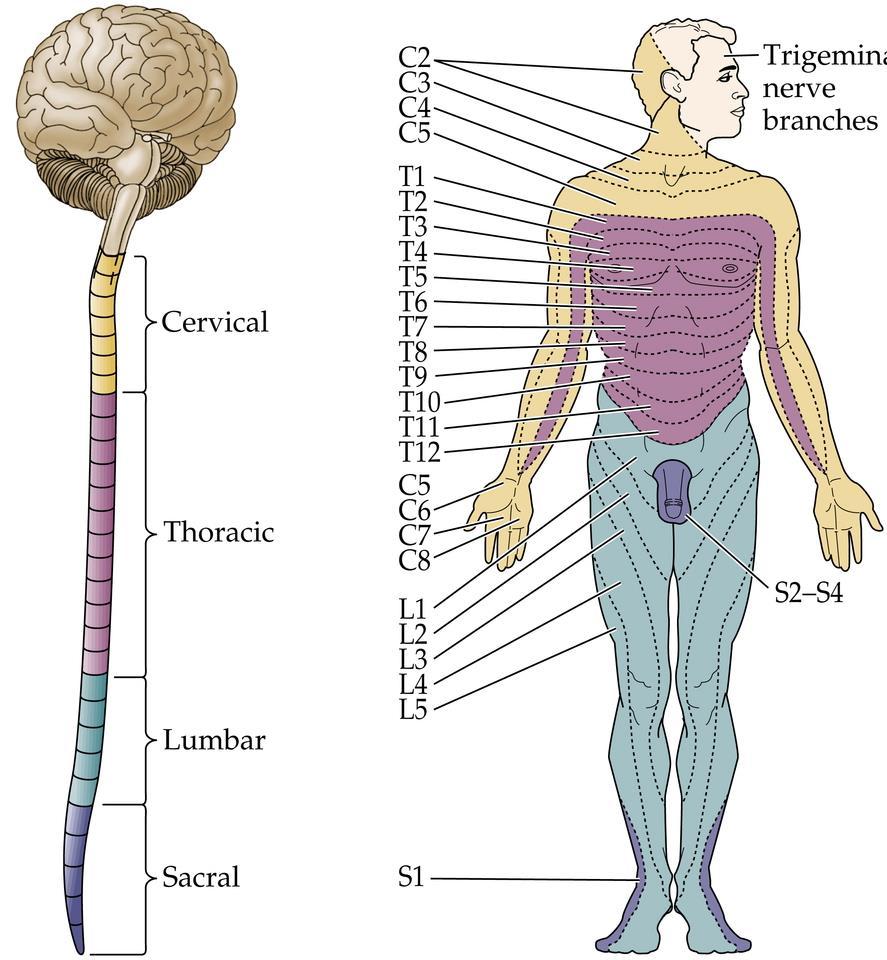 C. Dermatomes 1. Segmental organization of the spinal nerves and sensory innervation of skin are related 2. Area of skin innervated by the dorsal roots of a single spinal segment is a dermatome 3.
