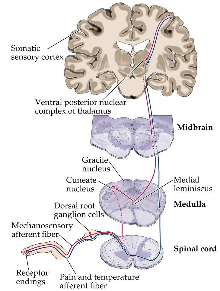IV. Somatic Sensory Pathways A. Two basic systems 1. Pain and temperature 2. Touch and Proprioception B. Pathways 1.