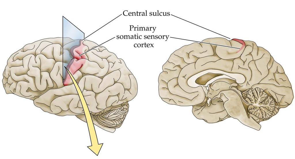 C. Posterior parietal lobe 1. Primary somatosensory cortex receives simple segregated streams of sensory information 2. Integration takes place in the posterior parietal cortex VI.