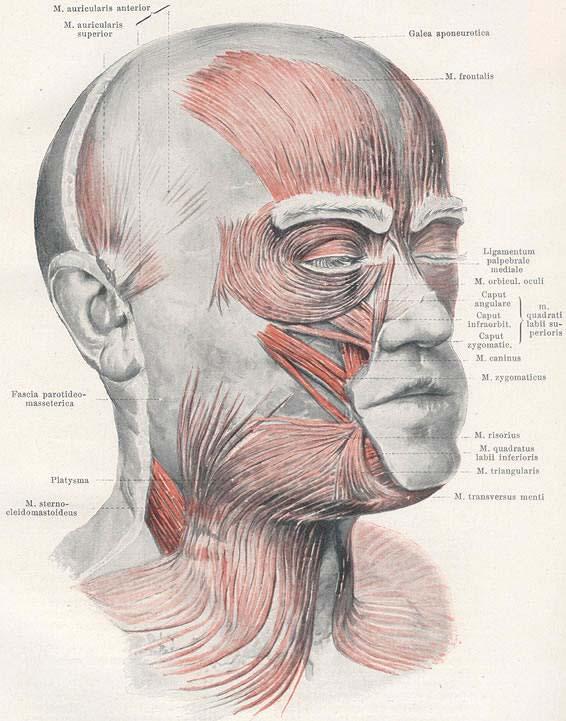 Figure 1: Occipitofrontalis- Raises eyebrows. Procerus- Draws down the medial angle of the eyebrow giving expressions of frowning.
