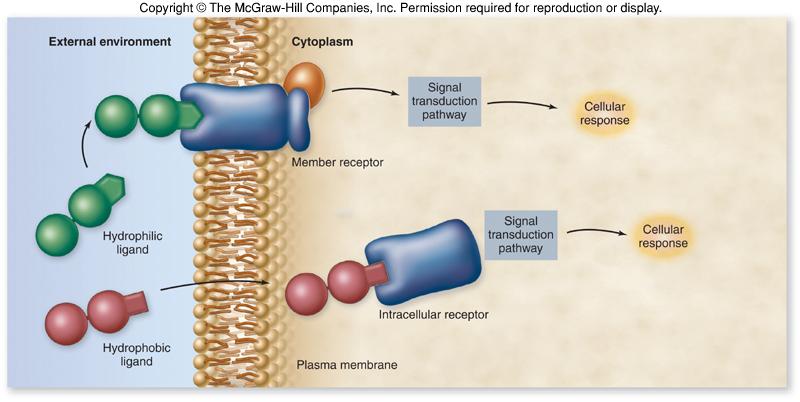 receptor binds -may be on the plasma membrane or within the cell 2