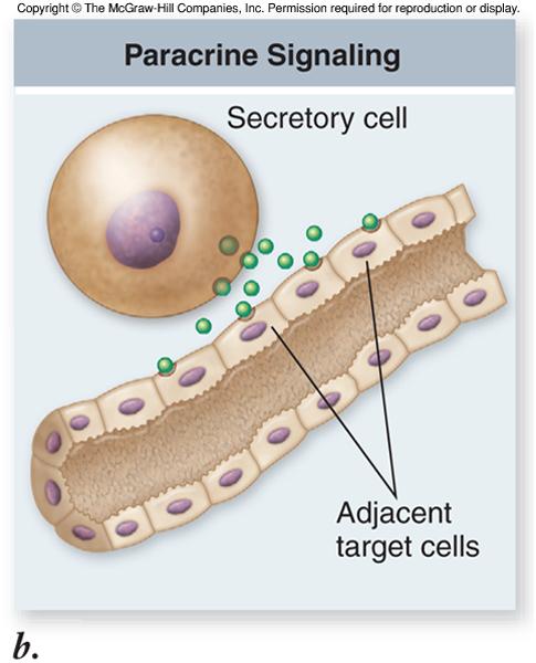 one cell are recognized by receptors on the adjacent cell