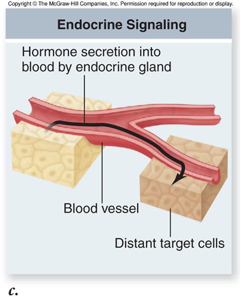 Endocrine signaling hormones released from a cell affect other cells throughout the body Synaptic signaling nerve cells release the signal
