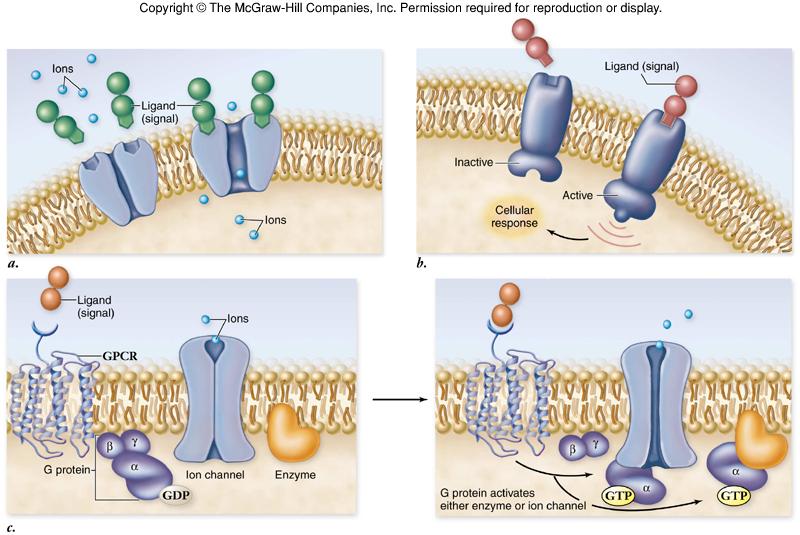 Receptor Types There are 3 subclasses of membrane receptors: 1. channel linked receptors ion channel that opens in response to a ligand 2.