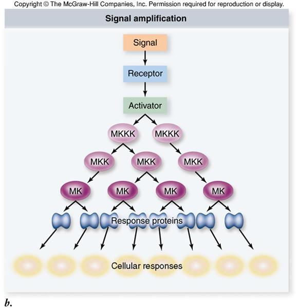 to G proteins -G-protein is a switch turned on by the receptor