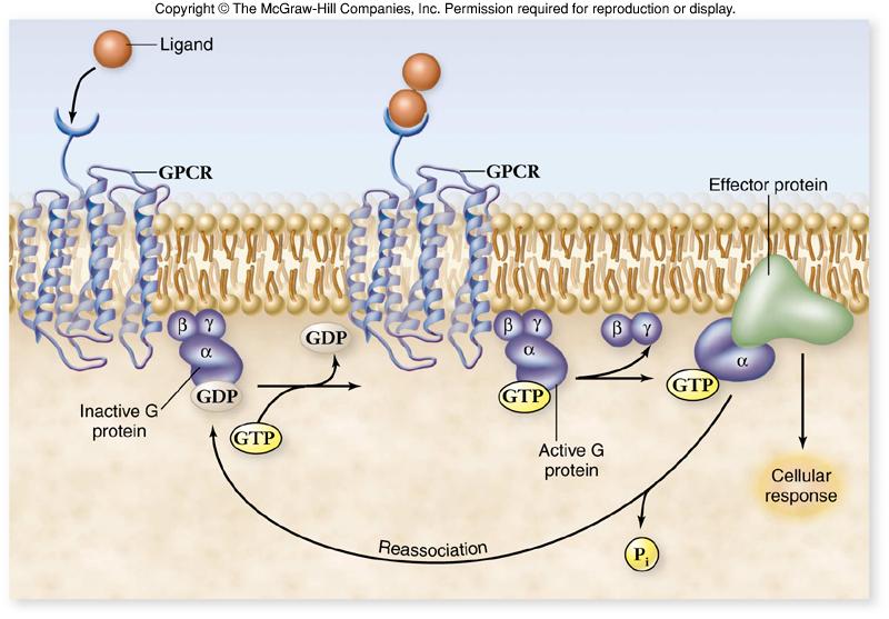 G-Protein Coupled Receptors Once activated, the effector protein produces a second messenger.