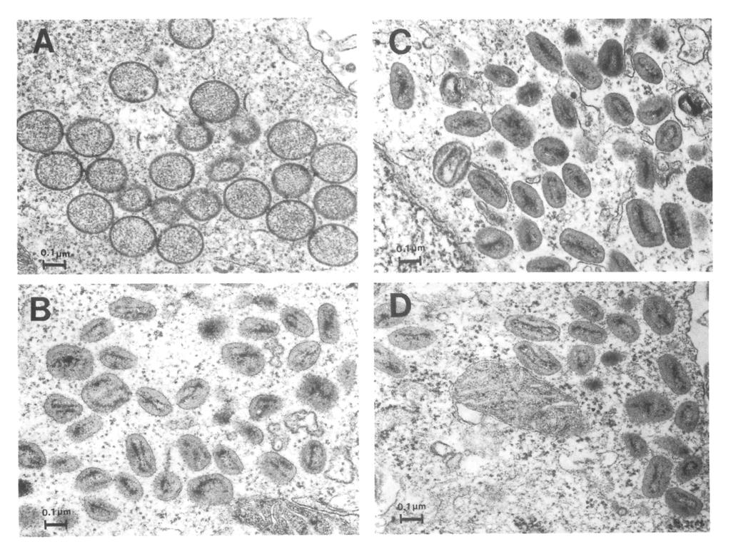 Phenotype of attenuated MVA after 500 passages on chicken embryo fibroblasts MVA wt HeLa