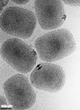 Poxviruses large viruses with linear double