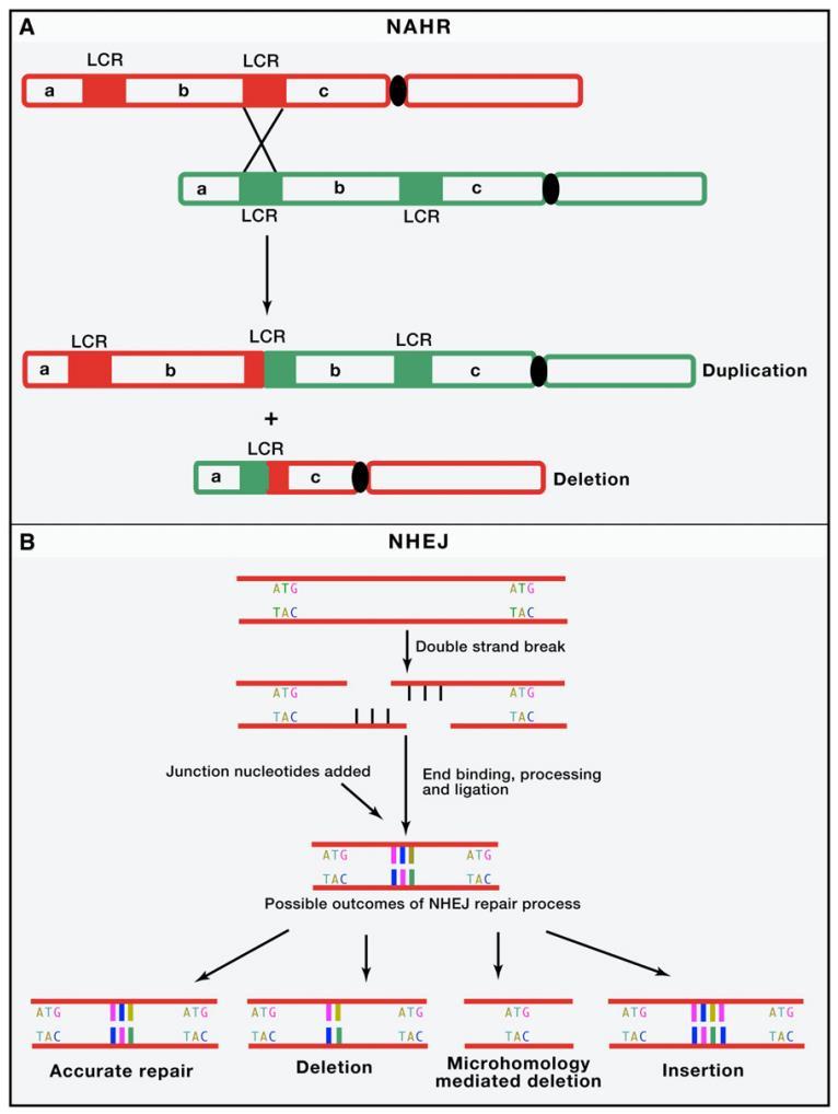 How CNVs Are Formed Nonallelic homologous recombination (NAHR) Unequal crossing over (LCR) Reciprocal deletion and duplication Deletion only Translocations and inversions