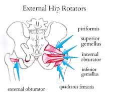 Hip External Rotation Gluteus Maximus Gluteus Medius Psoas Biceps Femoris Sartorius Knee