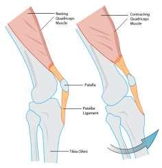 Knee Extension Rectus Femoris Vastus Lateralis