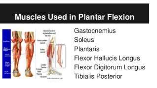 Flexion Gastrocnemius Soleus Posterior