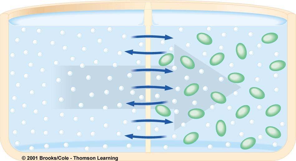 semipermeable membrane between two
