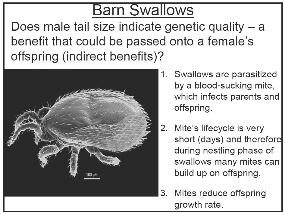 Therefore: 1) trait is costly 2) tail maintained by female choice lower loads of blood-sucking mites on males with larger tails placed 50 mites/nest