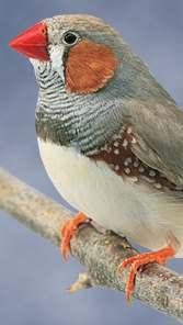 Some indirect benefits Carotenoid Modulation of Immune Function and Sexual Attractiveness in Zebra Finches Blount et al.