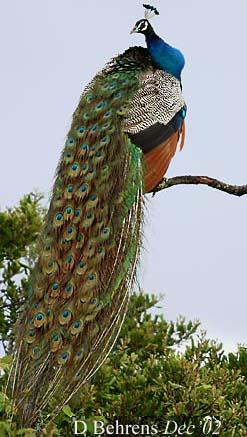 Extravagant male ornaments The peacock s tail The peacock s