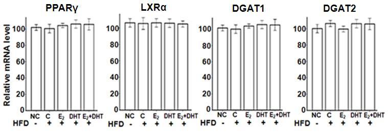 S-Fig. 3 Genes for triglyceride synthesis in SD rat liver tissues No significant changes could be observed in any of the genes involved in TG synthesis among the treatment groups.