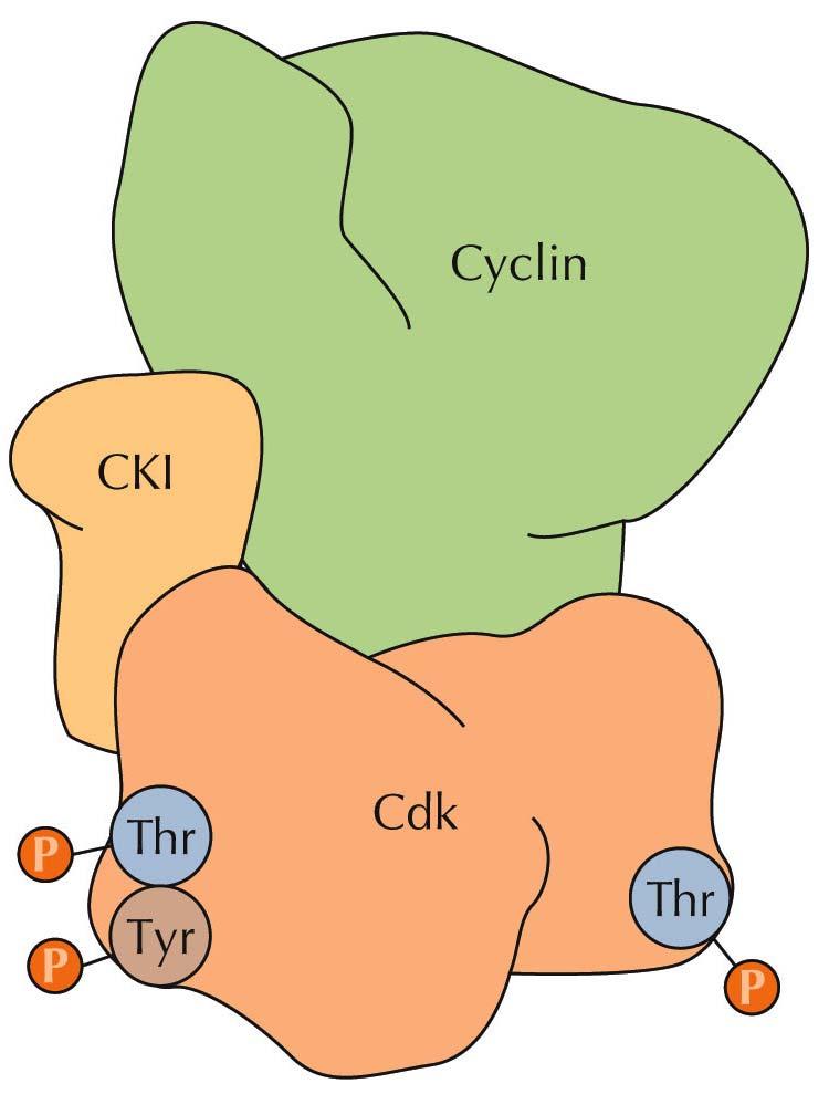 Regulators of Cell Cycle Progression The activity of Cdk s is regulated by four mechanisms: 1.