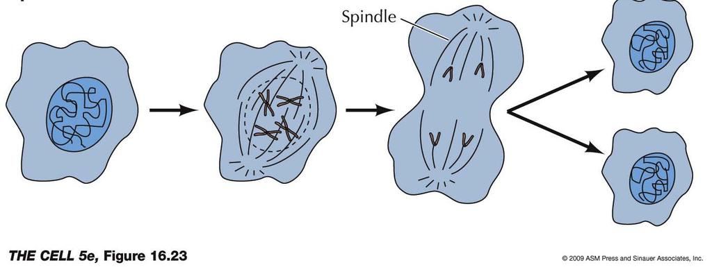 envelope (open mitosis).