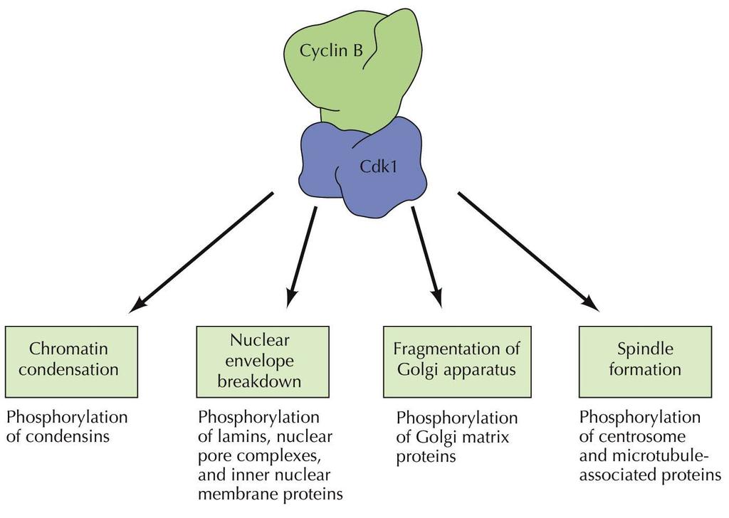 The Events of M Phase Cdk1/cyclin B protein kinase (MPF) acts as a master regulator of M phase transition.