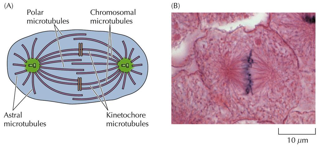 The Events of M Phase The balance of forces acting on the chromosomes leads to their alignment on the metaphase plate in the center of the spindle.