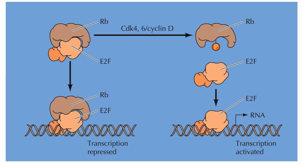 Regulators of Cell Cycle Progression In G 0 or early G 1, Rb binds to E2F transcription factors, which suppresses expression of genes involved in cell cycle
