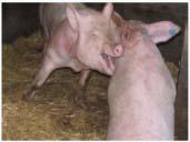 EAN Active/Passive traits Studies linking behaviour & stress physiology Focus on rodents, humans and pigs Pig temperament types Two temperament traits widely studied in pigs Active/Passive Hessing,