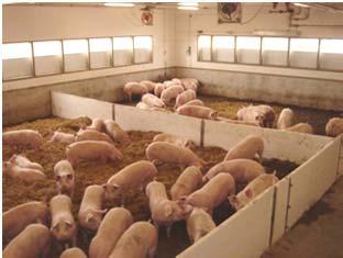 Study of sow temperament and housing environment Objective: Understand the effects of group gestation housing on sow temperament, and interactions between housing environment, temperament & factors