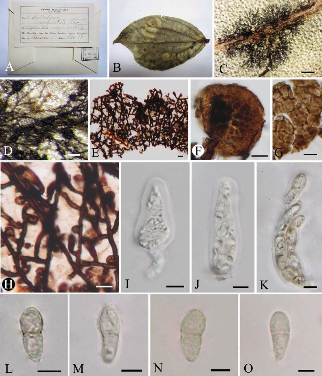 Thrauste parvii D.Q. Dai, Q. Tian, D.J. Bhat & K.D. Hyde, sp. nov. MycoBank: MB 805414 (Fig. 6) Etymology: With reference to the smaller conidia. FIGURE 6. Thrauste medinillae (holotype) A, B.