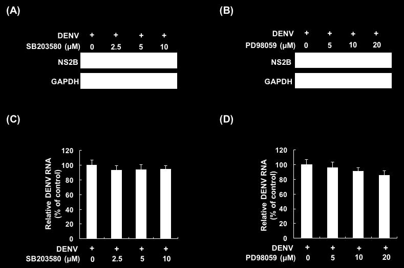 Figure S9. The inhibitors of MAPK/ERK and p38 did not suppress DENV-2 replication. SB203580 and PD98059 did not significantly reduced (A and B) DENV-2 protein synthesis and (C and D) RNA replication.