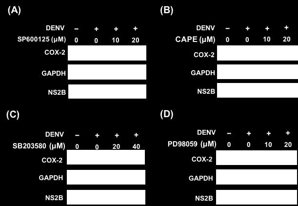 Figure S11. NF-κB and MAPK/JNK are required for DENV-2-induced COX-2 expression and viral replication. (A) SP600125 and (B) CAPE reduced DENV-2- induced COX-2 expression and viral replication.