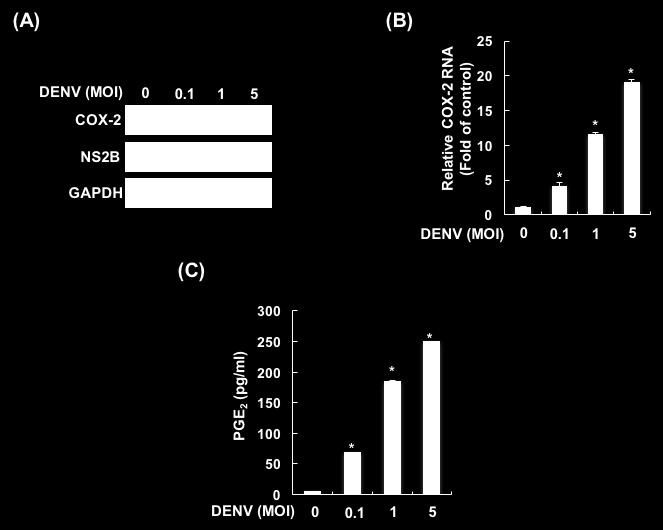Figure S1. DENV-2 induced COX-2 expression and PGE 2 production in a concentration-dependent manner.