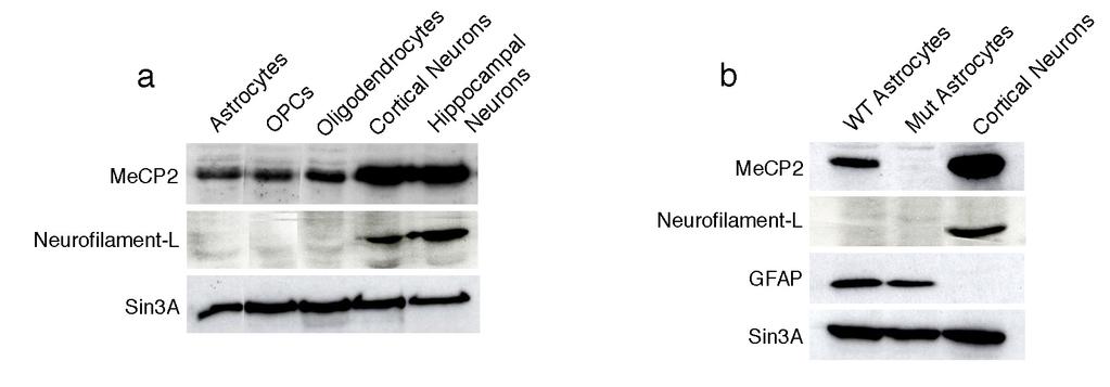 Supplementary Figure S1. The presence of MeCP2 in enriched primary glial cultures from rat or mouse brains is not neuronal.