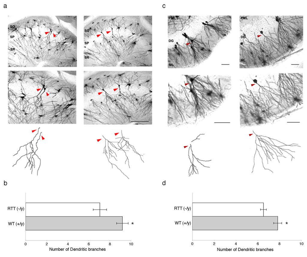 Supplementary Figure S5. Hippocampal neurons of RTT brains in vivo have fewer dendritic branches than wild-type brains.