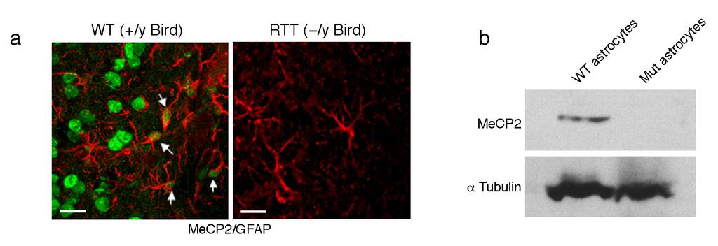 Supplementary Figure S6. MeCP2 is detected in astrocytes of wild-type but not MeCP2-null mice of the Bird model.
