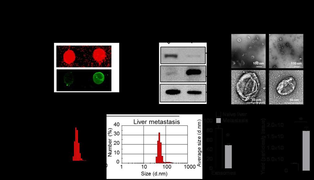 Supplementary Figure 3 Purification and characterization of exosomes from liver metastasis of colon cancer using EV-GlucB reporter (a) Dot blot detection of EV-GlucB using exosomal marker CD63