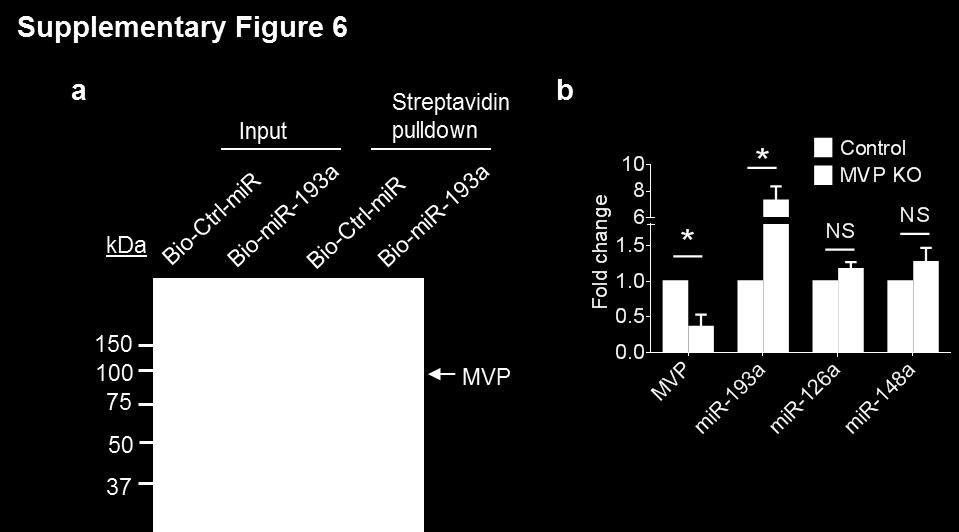 Supplementary Figure 6 Specific interaction of mir-193a and MVP (a) Western blot analysis expression of MVP before (Input) and after streptavidin pulldown of lysates of CT26 cells transfected with