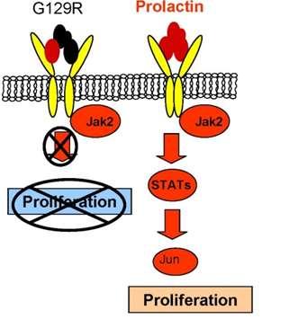 Prolactin activates Jak2 resulting in cell proliferation 2.