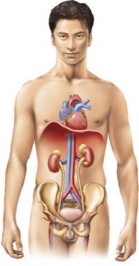 Renal System Kidney Produces urine Conserves water Regulates ph Stimulates production of red blood cells Transforms vitamin D into active form Ureter Transports urine from kidneys