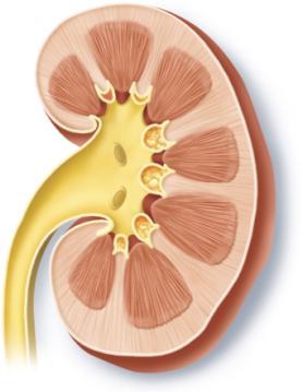2 (1 of 2) Regions of the Kidneys Each kidney has three regions: 1. Renal cortex: an outer granulated layer. 2. Renal medulla: consists of cone-shaped tissue masses called renal pyramids.