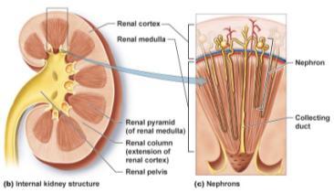 Nephrons The functional units of the kidneys. Over 1 million nephrons per kidney Nephrons extend from the renal cortex, into the renal medulla.
