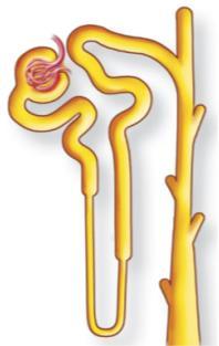 The Nephron Renal corpuscle Glomerular capsule (glomerulus within) Proximal convoluted tubule Renal tubule Loop of the nephron Distal convoluted tubule (c) Simplified view of a nephron, showing the