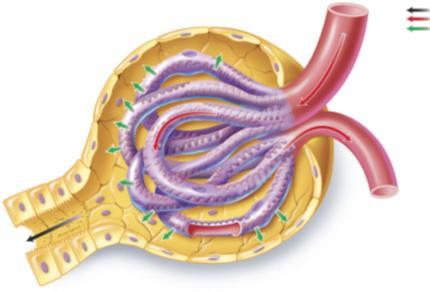Glomerular Filtration Glomerular filtration occurs as blood pressure forces water, ions, and other small molecules in the blood through the pores in the glomerulus and into the glomerular capsule.