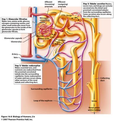 Collecting Ducts Collecting ducts carry urine to the renal pelvis. Urine Formation Tubular reabsorption many molecules are reabsorbed back into the capillaries.