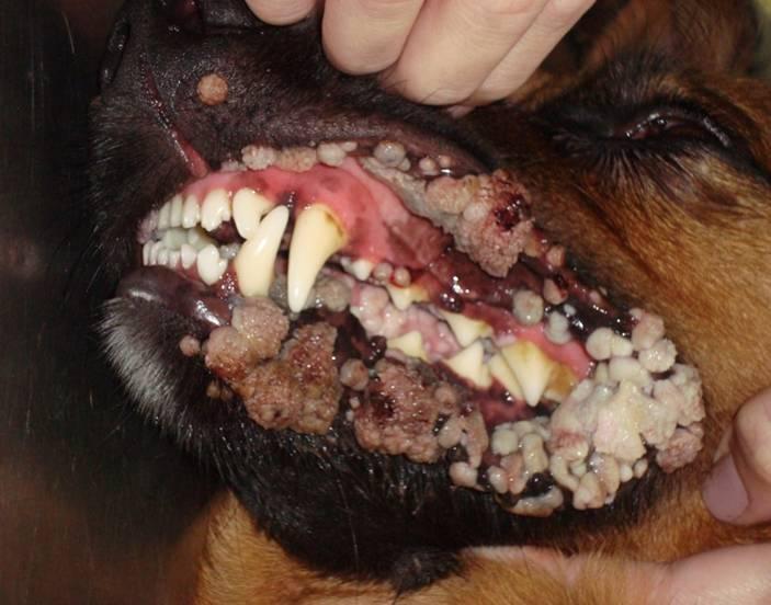 Figure 1: Canine oral