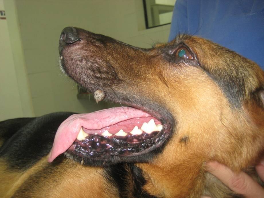 Figure 5: Complete reduction in the buccal and tongue lesions, 15 days after the second application. Discussion Canine oral papillomatosis is a common disease in small animals.