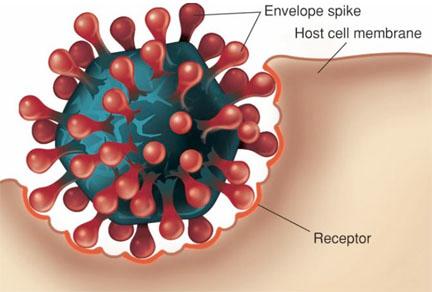Viral Functions/Reproduction Viruses are obligate intracellular parasites.